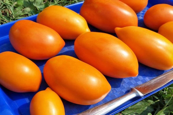 tomates jaunes + pour l'hiver