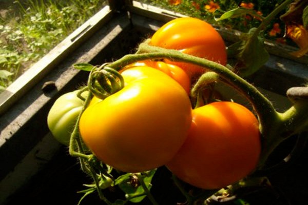 tomates jaunes + pour l'hiver