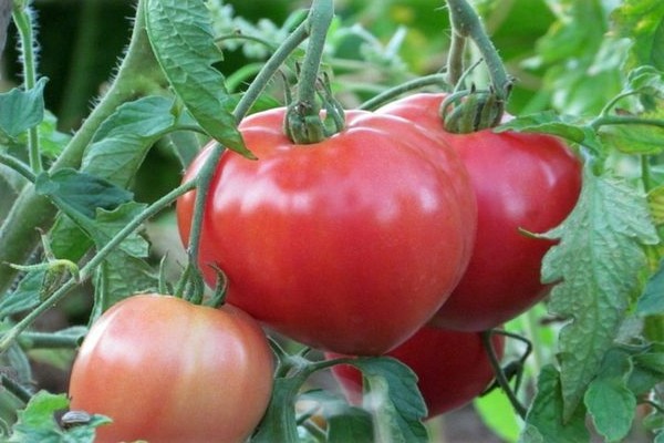ulasan tomato merah jambu abakan