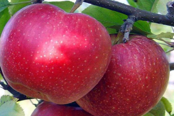 apple tree antey anmeldelser