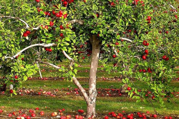 وصف شجرة التفاح Antaeus
