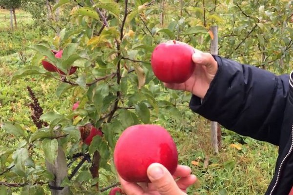 antey apple variety