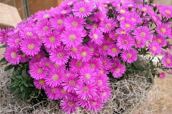 Aster shrub photo