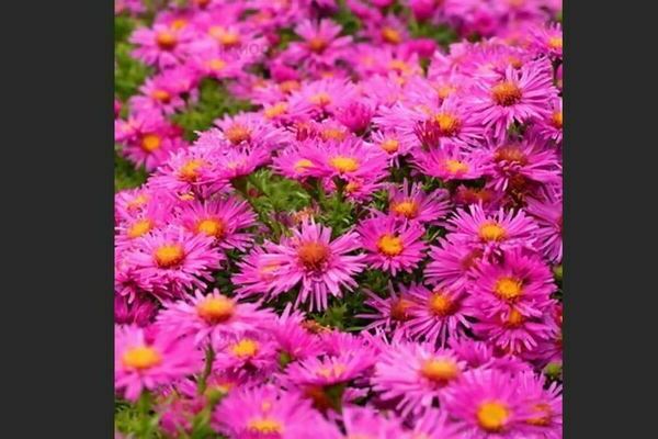 Aster shrub photo