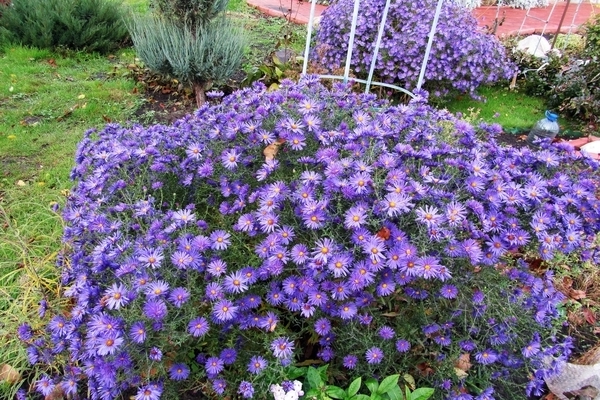 Aster shrub photo