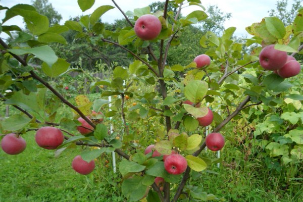 Auxis de variété de pomme