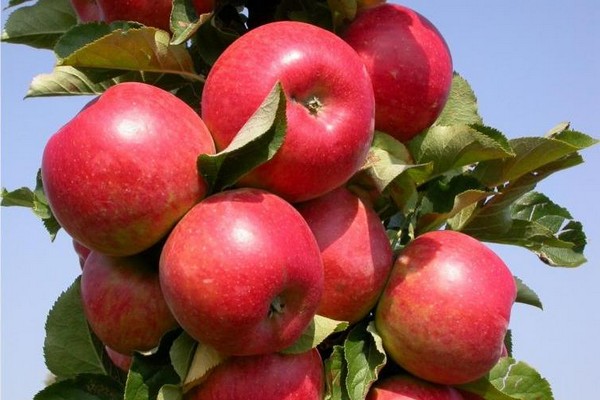 apple tree auxis -bilde