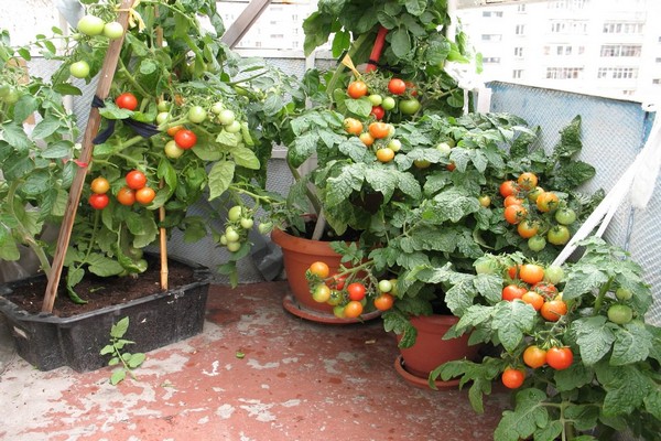tomato keajaiban balkoni