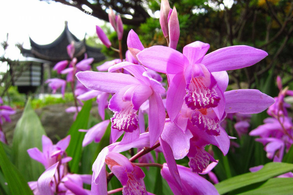 Bletilla bilder