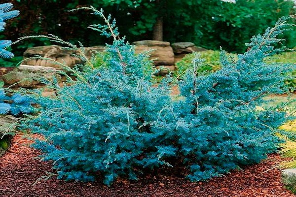 lorong biru cina juniper
