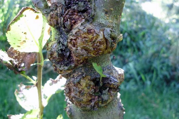 spots + on the leaves of the apple tree