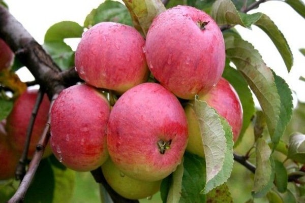 وصف شجرة التفاح Boletus