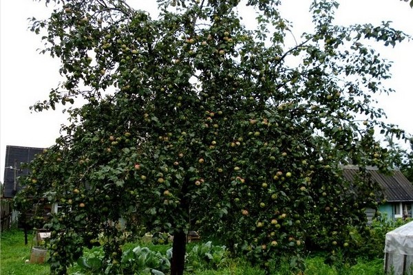 манатарка ябълково дърво