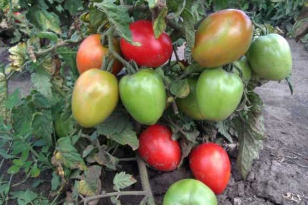 gambar ulasan tomato buyan