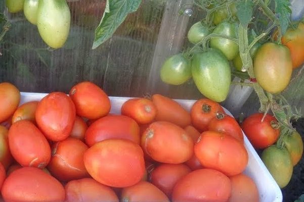 Penerangan tomato Buyan