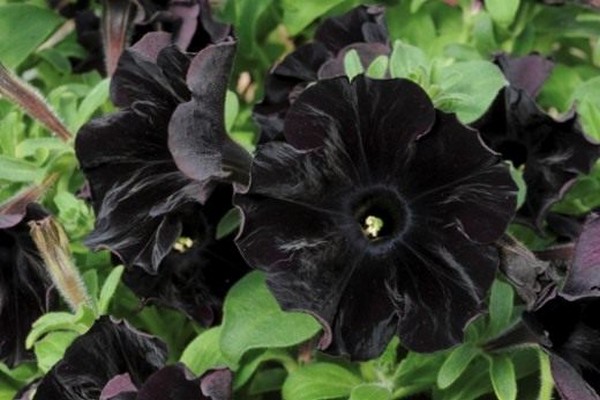 black petunia photo