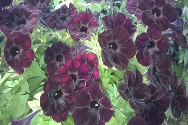 black petunia photo