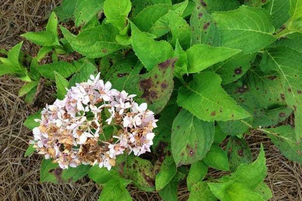 les feuilles deviennent noires + hortensia