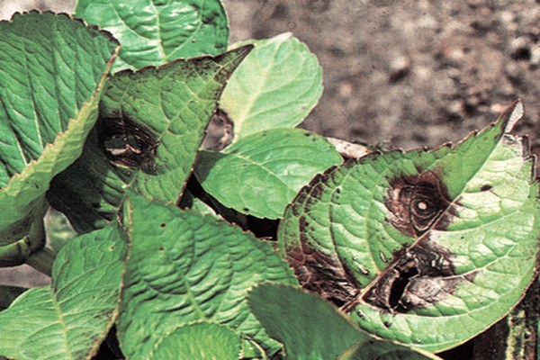 les feuilles d'hortensia tombent