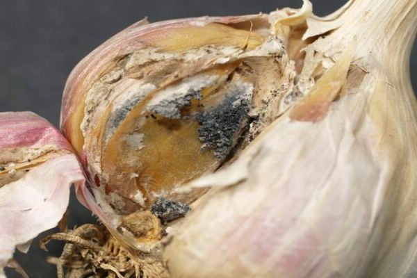 + from garlic rot