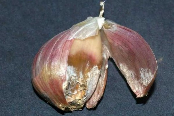 + from garlic rot