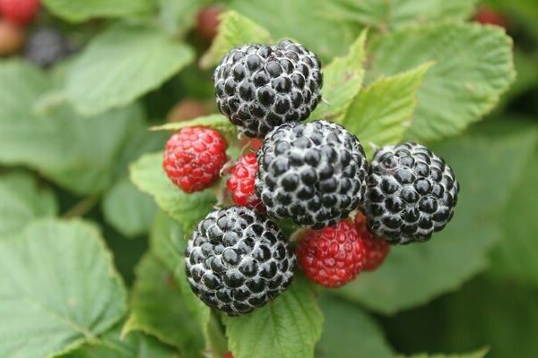 black raspberries and blackberries