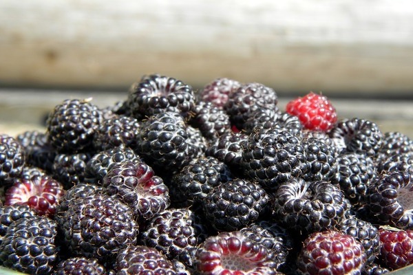 black raspberry and blackberry contrast