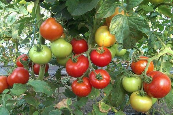 وصف مقيم الصيف الطماطم