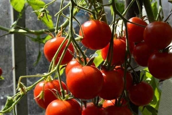 сорт домати летен жител