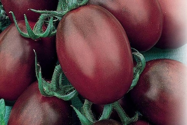Giống cà chua De Barao