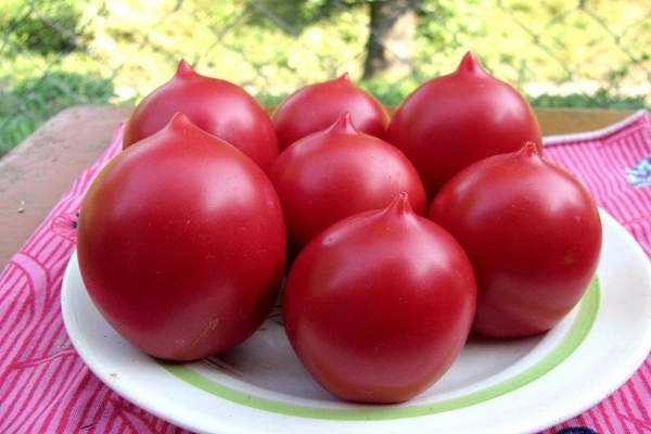 Variété de tomate De Barao