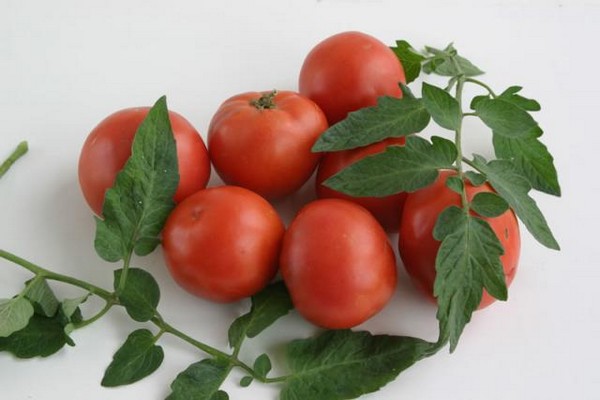 طماطم متنوعة البلوط