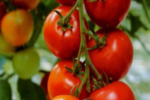 variété de tomate Oakrava