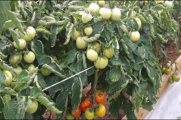 mô tả về cây cà chua cây sồi