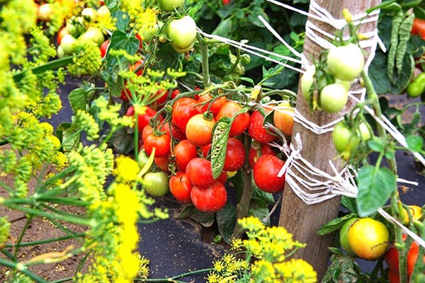 domates oakravası fotoğrafı