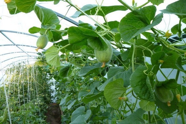 زراعة البطيخ + في الدفيئة