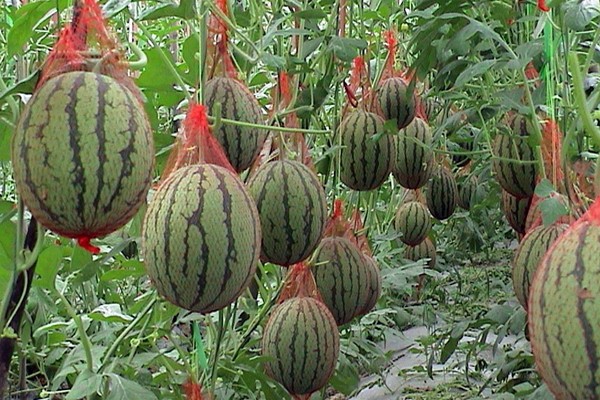 زراعة البطيخ + في الدفيئة
