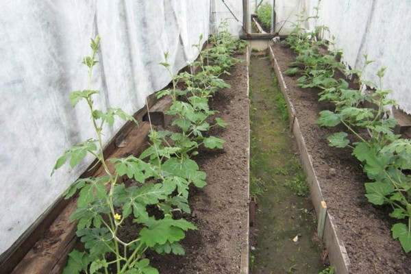 زراعة البطيخ