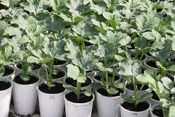 زراعة البطيخ + في الأرض