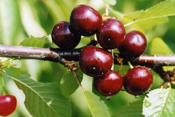 cherry duke anmeldelser