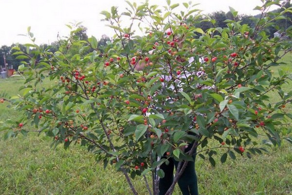 công tước thần kỳ anh đào