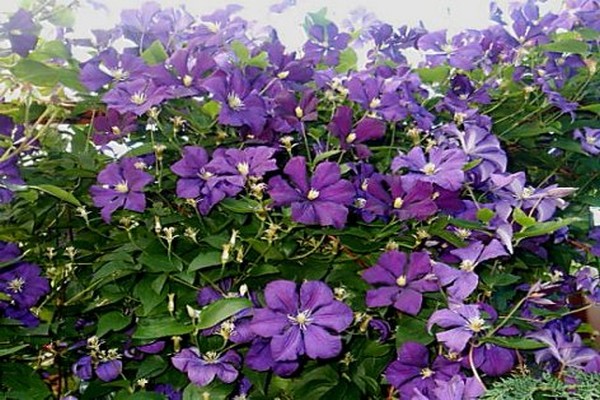 penerangan clematis etoile violet