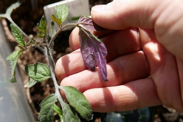 feuilles violettes de tomates pourquoi