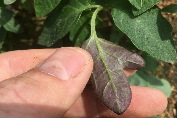 les tomates ont des feuilles violettes que faire