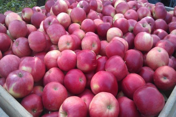 apple variety florin