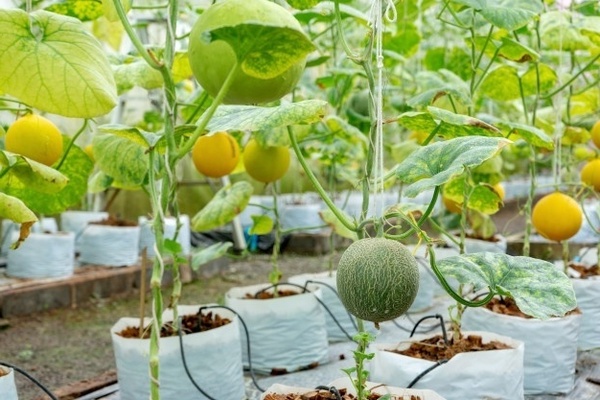 تشكيل البطيخ في الدفيئة