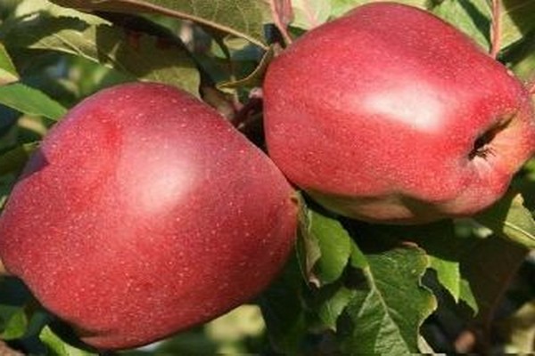 وصف شجرة التفاح غلوستر الصورة