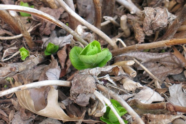 why + hydrangea doesn't grow