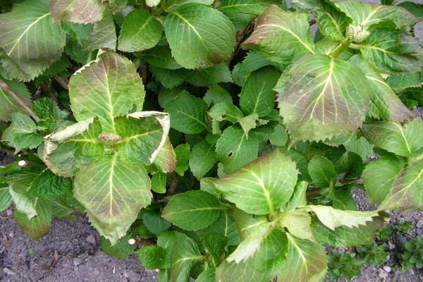 why does hydrangea grow badly?