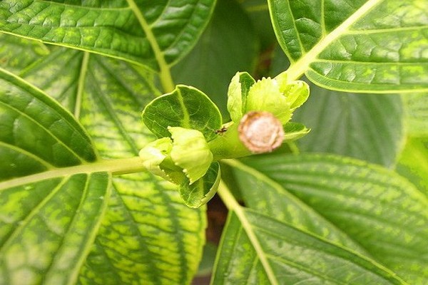 why does hydrangea grow badly?